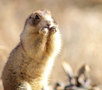 Cute wildlife nature
