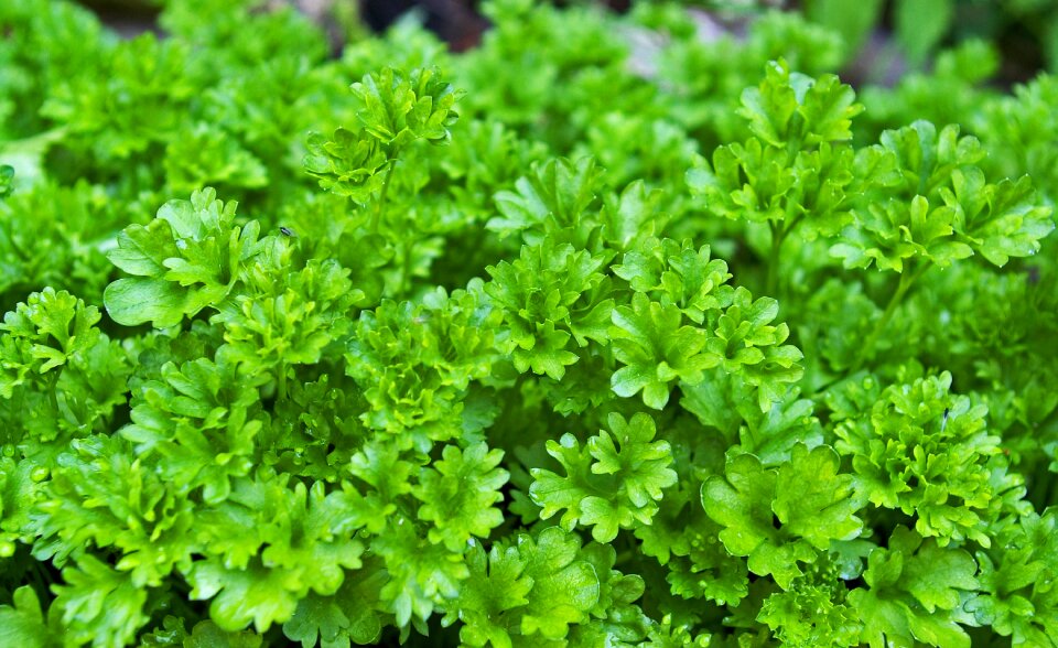 Spice cook herb