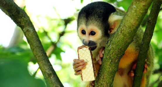 Exotic primate curious