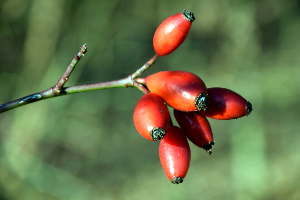 Bush autumn fruits fruit