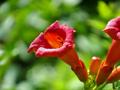 Trumpet vine rust-orange wild