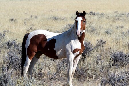 Mustangs horses american wild horses photo