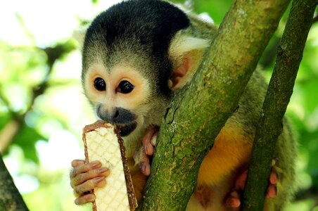Exotic primate curious