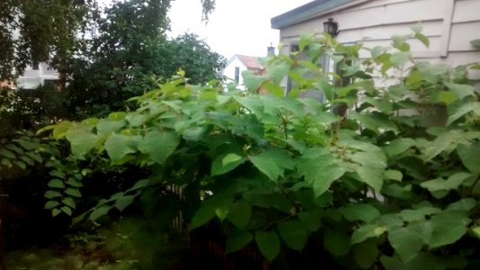 IMG_20170820_203603102 