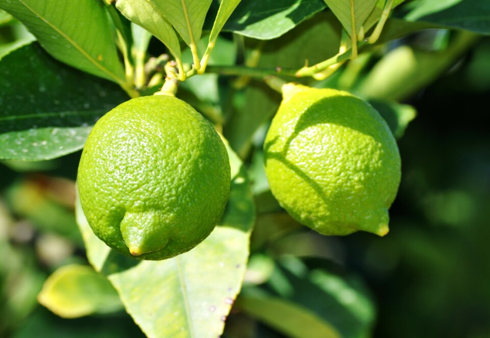 Citrus fruits grow mediterranean photo