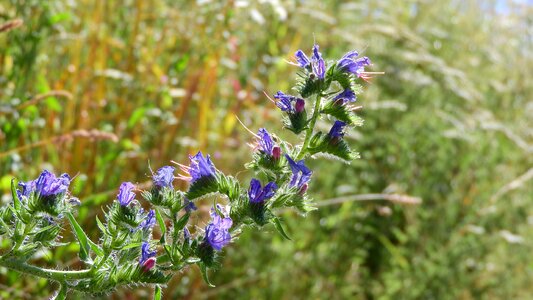 Hadinec echium purple flowers