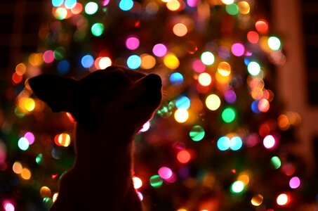 Lights colorful silhouette