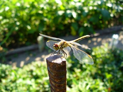Dragonfly macro insect