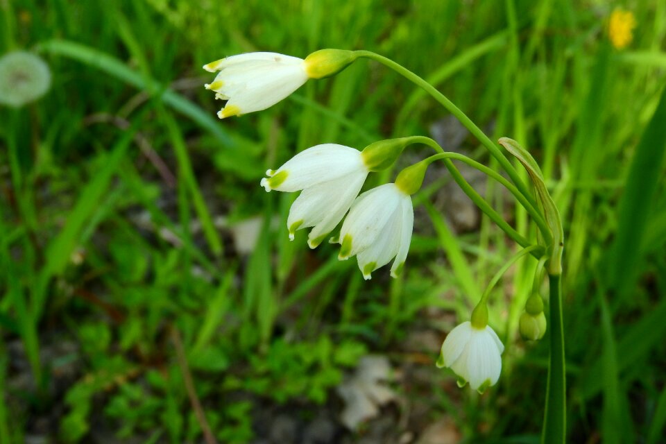 Flowers flower white flower