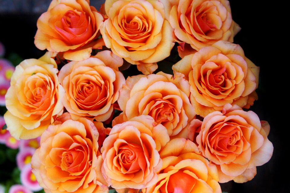 Flowers nature orange