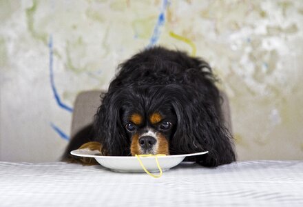 Purebred dog three coloured black