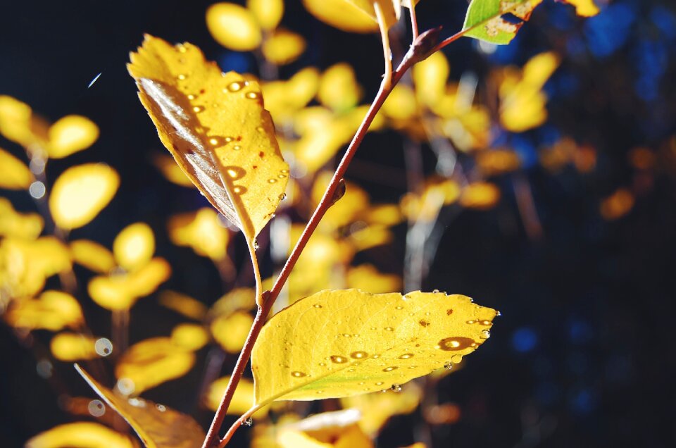 Leaf nature autumn leaves