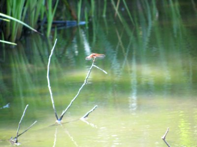 img_1101.jpg 