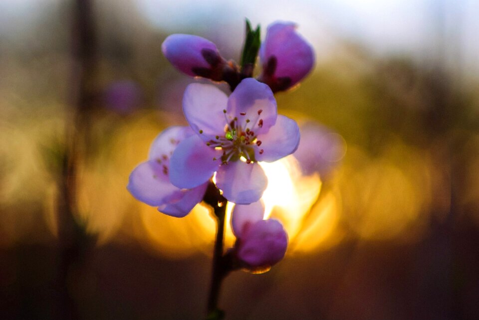 Cherry blossom sunset evening