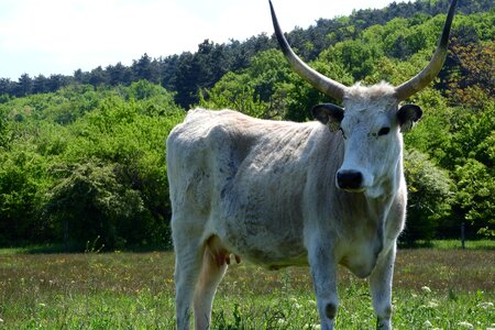 Cow hungary traditional breed