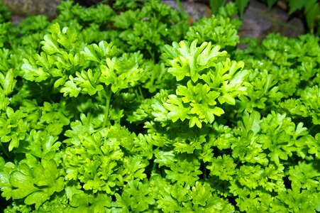Spice cook herb
