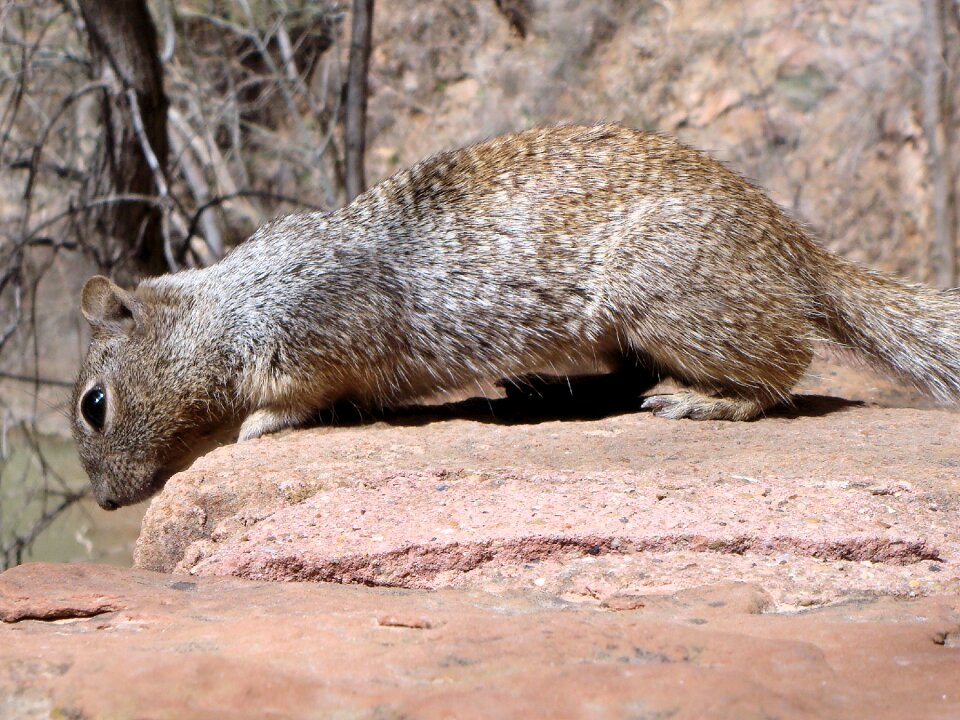 Nature rodents mammal