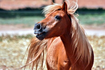 Gelding animal horse photo