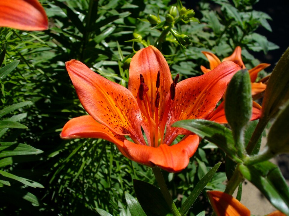 Flower lily desktop