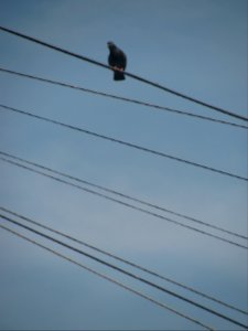 img_1281.jpg 