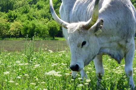Cow hungary traditional breed