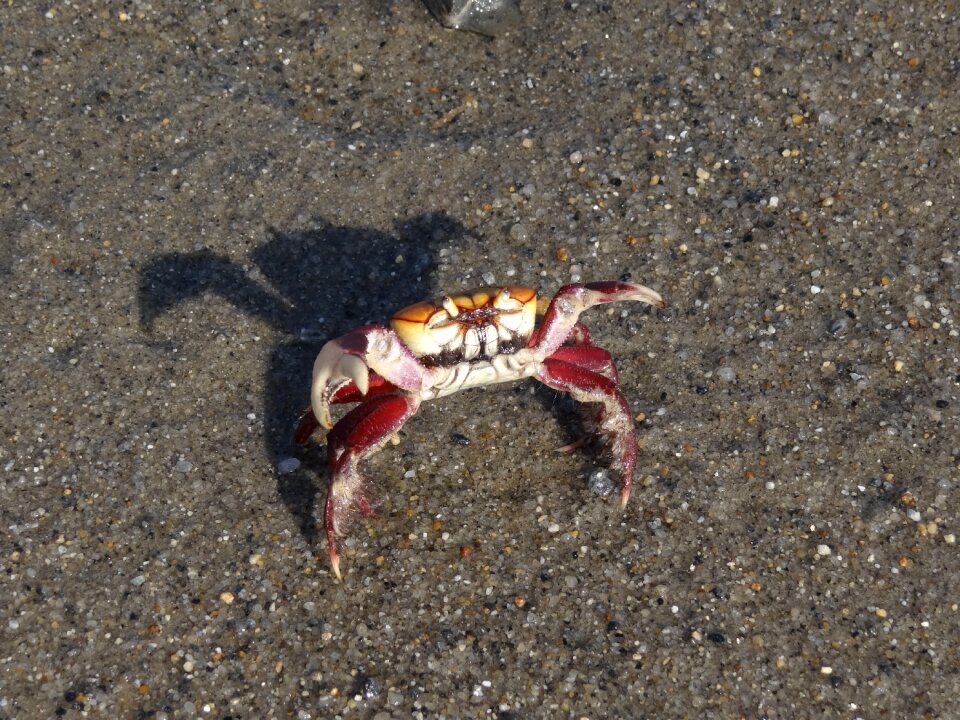 Crab beach nature