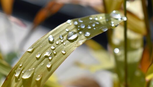 Green leaf close up photo