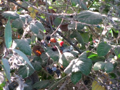 img_1455.jpg 