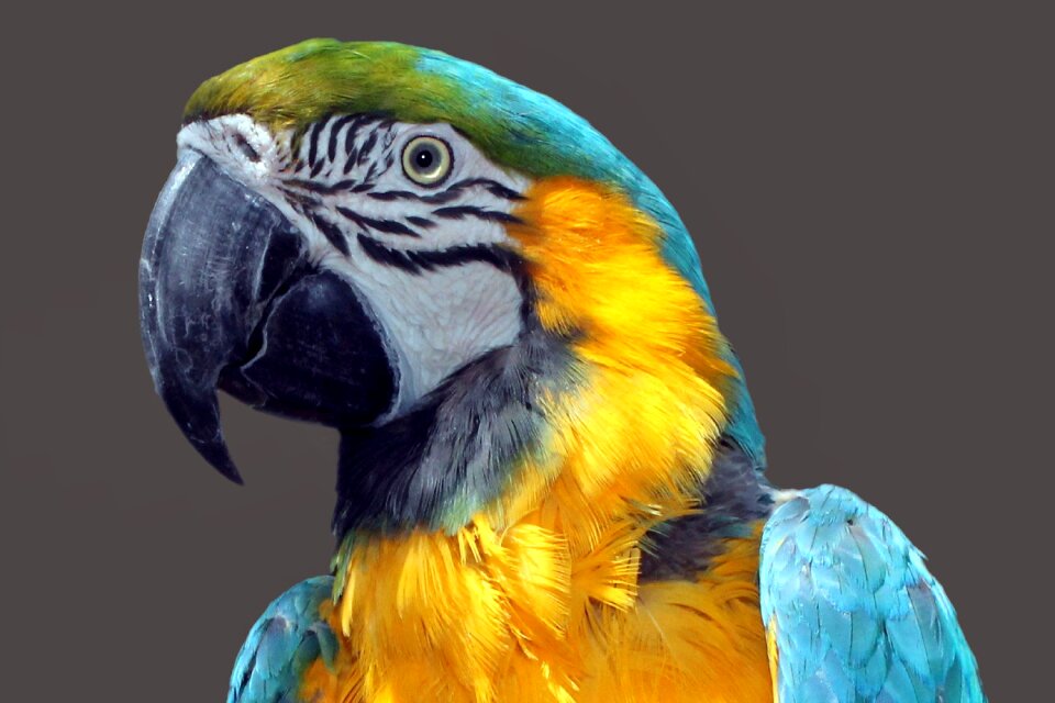 Colorful plumage color