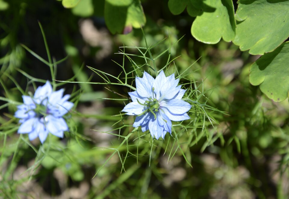 Nature blue flowers spring