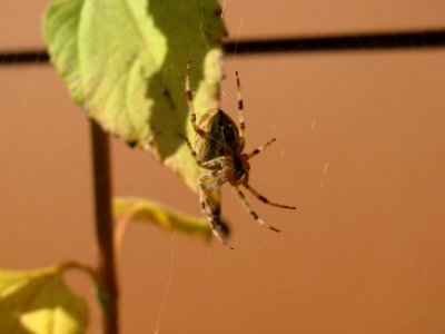img_1509.jpg 