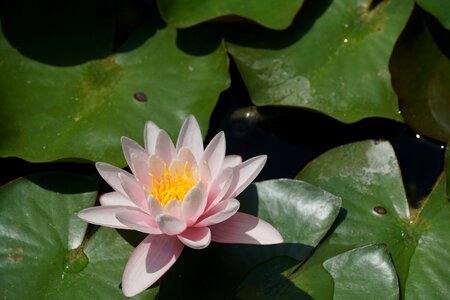 Flower aquatic plant water lily photo