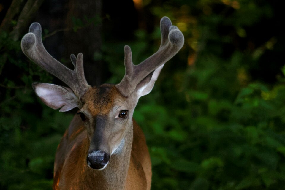 Antlers male rack photo