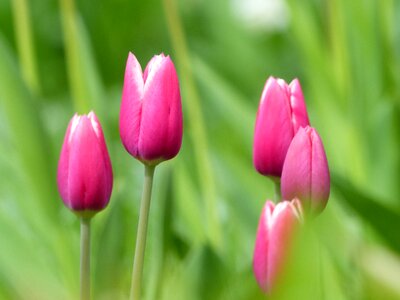 Nature pink spring photo