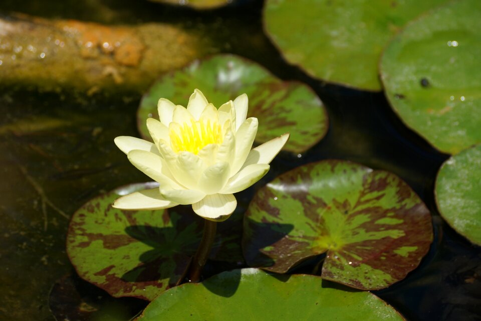 Pond water lily basin