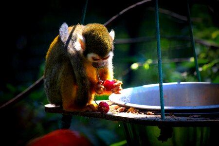 Monkey zoo food
