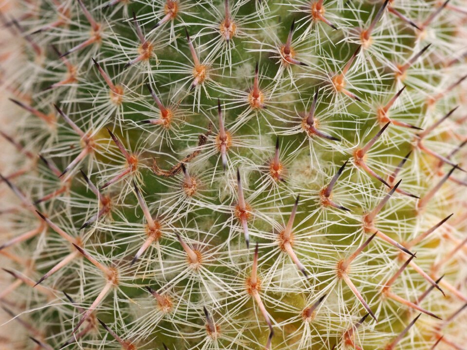 Plant nature spur