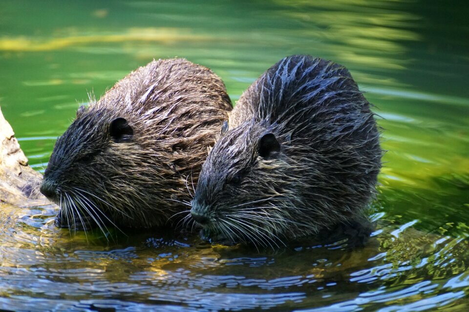 Nutria rodent river