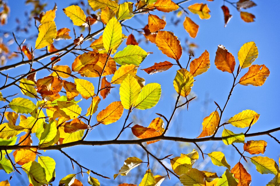Leaf color golden