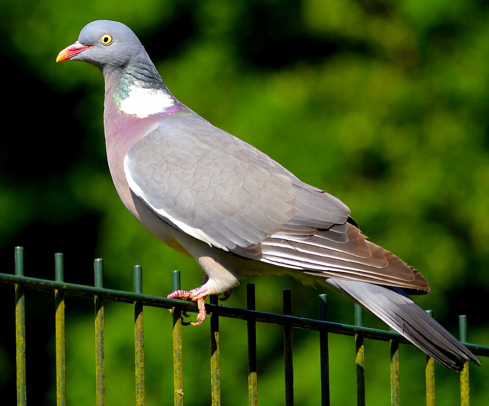 Nature animal plumage