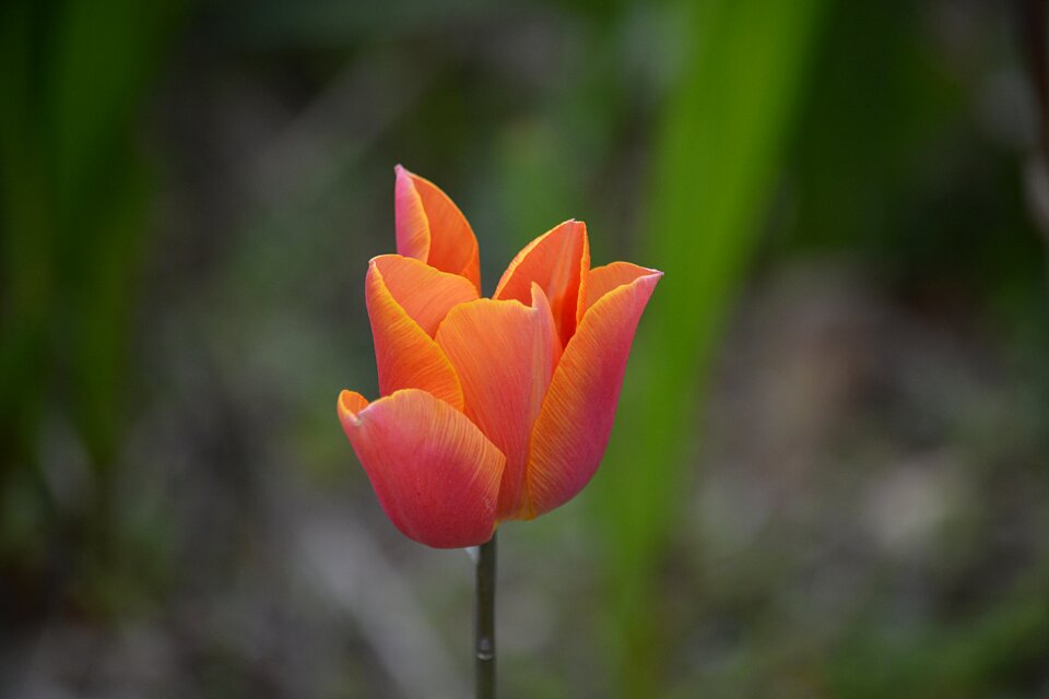 Nature tulip spring flora
