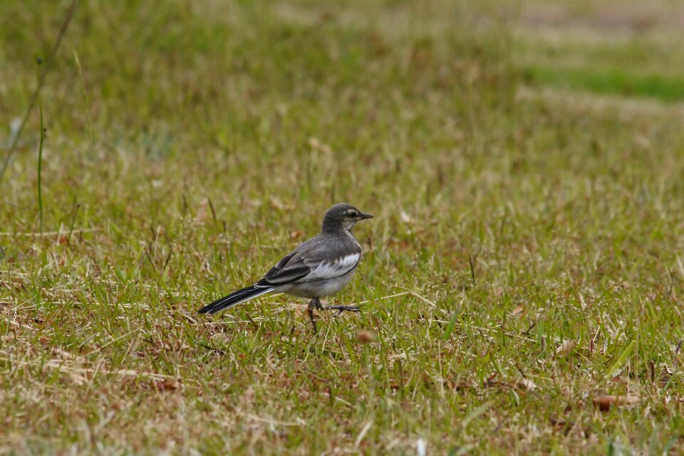 Lawn little bird high security level