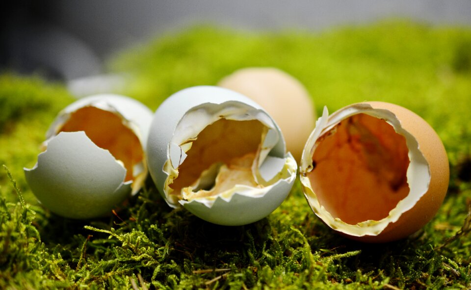 Shell hatch chickens