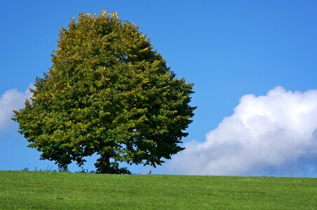 Nature sky green