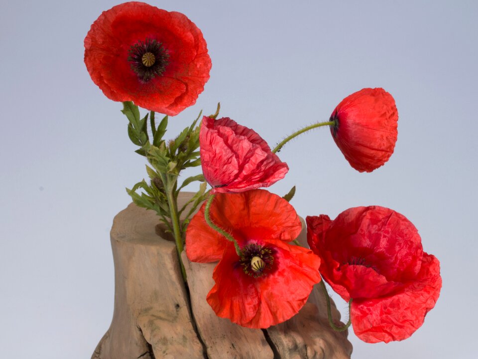 Klatschmohn poppy flower red