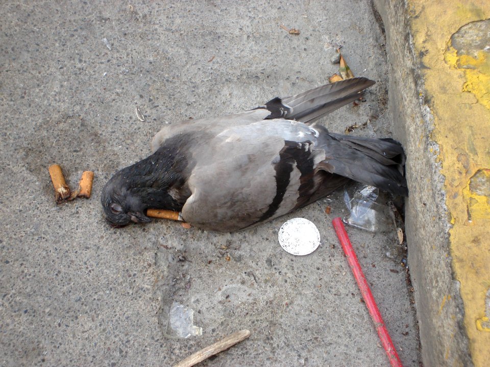 Smoking kills pigeons 