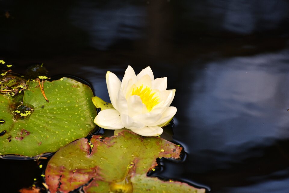 Weis aquatic plant pond