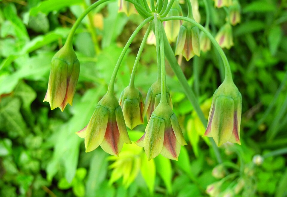 Siculus flower green