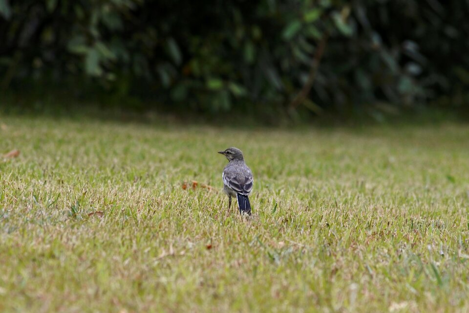 Lawn little bird high security level
