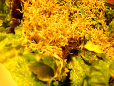 dsc01242.jpg 